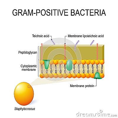 cell wall structure of Gram-positive Bacteria for example Staphylococcus. Vector Illustration