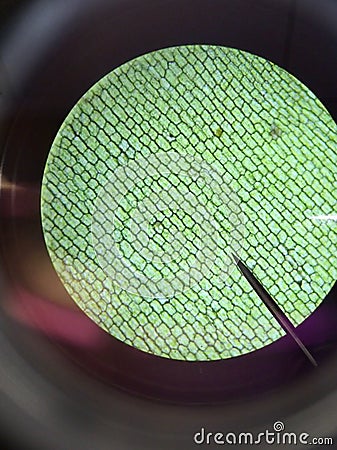 Cell walls in grass seen through compound microscope. Experiential learning science lab equipment. Chemistry biology experiment Stock Photo