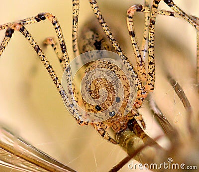 Cellar spider eating a crane fly Stock Photo