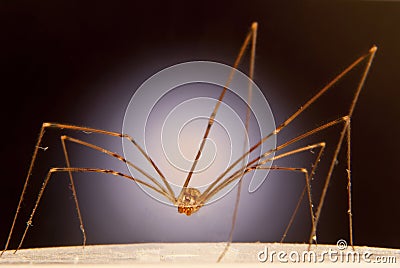 Cellar Spider Stock Photo