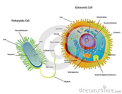 Cells Royalty Free Stock Image - Image: 4348806