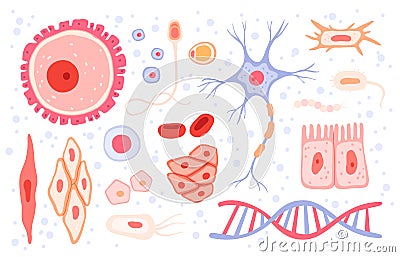 Cells collection. Human blood structure micro types of anatomy science vector collection cells set Vector Illustration