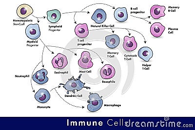 Cells of the Immune system. List of immune cells- dendritic, Mast, Neutrophil, Macrophage, Cell, Phagocytosis, Natural Killer, B, Stock Photo