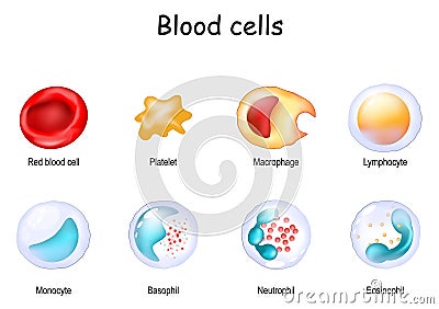 blood cell and Cells of the immune system Vector Illustration