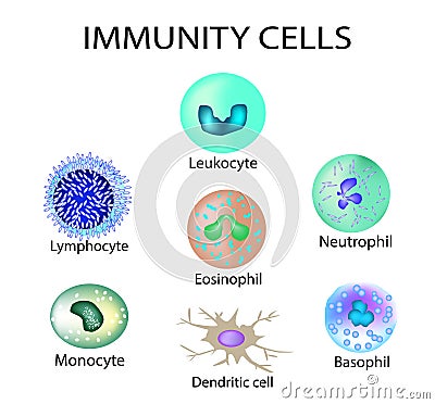 Cells of immunity. Set. Leukocyte, lymphocyte, eosinophil, neutrophil, monocyte, basophil, dendritic cell. Vector Vector Illustration