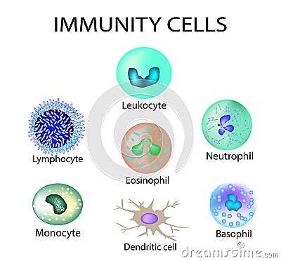 Cells of immunity. Set. Leukocyte, lymphocyte, eosinophil, neutrophil, monocyte, basophil, dendritic cell. Vector illustration on Cartoon Illustration