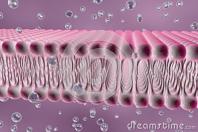 Cellular membrane with diffusion of molecules Cartoon Illustration