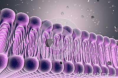 Cellular membrane with diffusion of molecules Cartoon Illustration