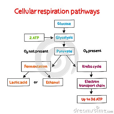 Cellular respiration pathways mind map process, medical concept for presentations and reports mind map process, business concept Stock Photo