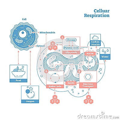 Cellular respiration medical vector illustration diagram, respiration process scheme. Vector Illustration