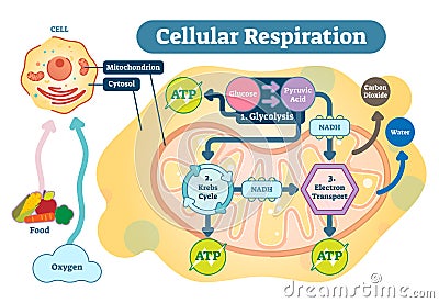 Cellular respiration medical vector illustration diagram, respiration process scheme. Vector Illustration