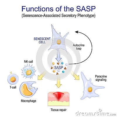 Cellular senescence. Functions of the SASP Vector Illustration