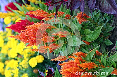 Celosia Stock Photo