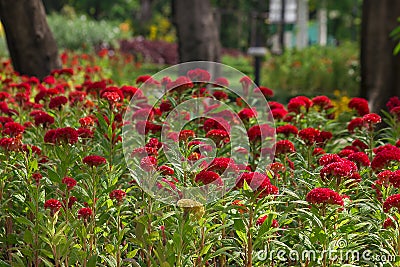 Celosia argentea is a biennial plant in nature. Stock Photo