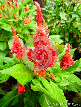 Celosia argentea, Red Flowers against green leaves Stock Photo