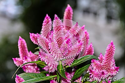 Celosia Flamingo Feathers pink flowers, shrub with green leafs, Stock Photo