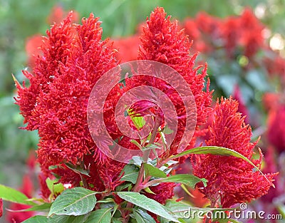 Celosia flower Stock Photo