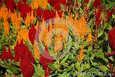 Celosia flowers Stock Photo