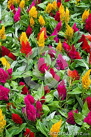 Celosia flowers Stock Photo