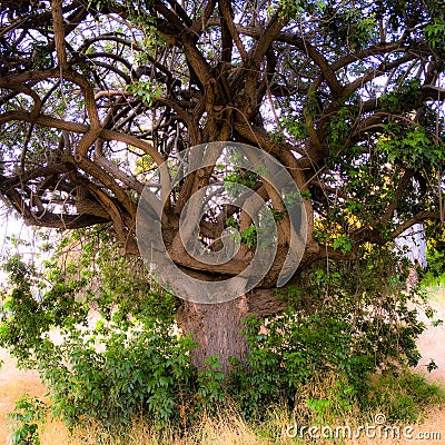 Celtic Knot Tree 2 Stock Photo