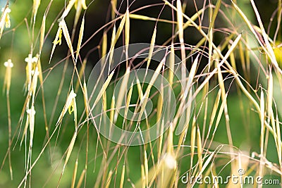 Celtica Gigantea or giant feather grass or golden oats in Zurich in Switzerland Stock Photo
