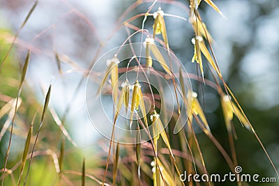 Celtica Gigantea or giant feather grass or golden oats in Zurich in Switzerland Stock Photo