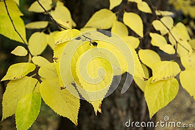 Celtis occidentalis Stock Photo