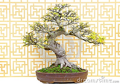 Celtis sinensis bonsai plant Stock Photo