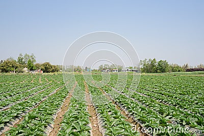 Celtuce field in sunny spring Stock Photo
