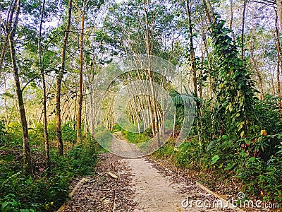 cement path in a village with a roadside overgrown with rubber trees and dry leaves that fall onto the road Stock Photo