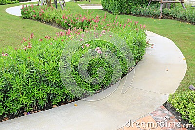 Cement path walkway with Oleander rose bay and Coromandel blooming flower beside in the garden Stock Photo