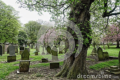 Cemetery Tree Stock Photo