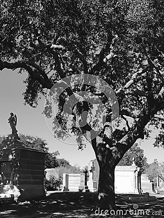 Cemetery tree Stock Photo