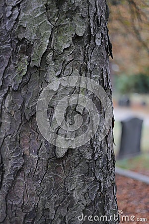 Cemetery tree texture wooden nature bark Stock Photo