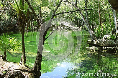 Cenote Riviera Maya jungle mayan Quintana Roo Stock Photo