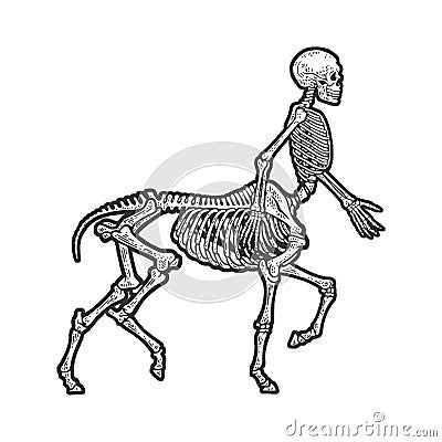 Centaur skeleton sketch vector illustration Vector Illustration