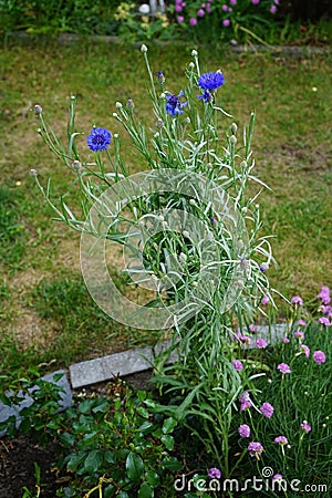 Centaurea cyanus 'Blauer Junge' flowers bloom in the garden. Berlin, Germany Stock Photo