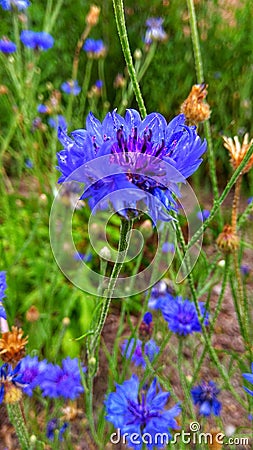 Centaurea Cyanus blue flower Stock Photo