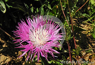 Centaurea dealbata flower Stock Photo