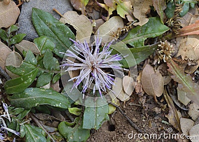 Centaurea raphanina, Crete Stock Photo