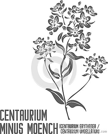 Centaurium minus Moench flowers silhouette vector illustration Vector Illustration