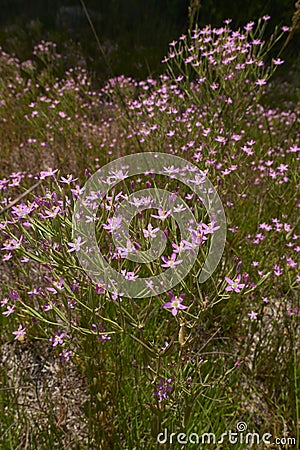 Centaurium pulchellum in bloom Stock Photo