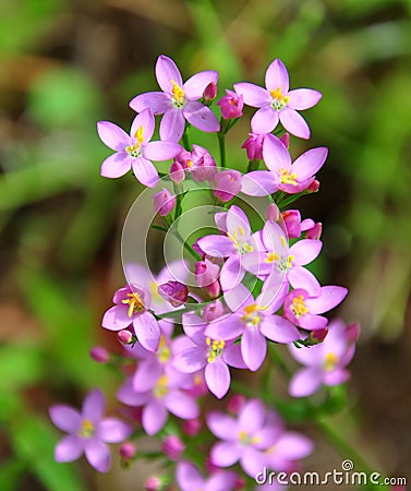 Centaury (Centaurium erythraea) Stock Photo