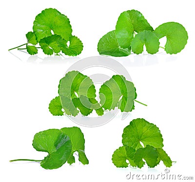 Centella asiatica, Asiatic Pennywort,Centella asiatica Linn. Urban Stock Photo