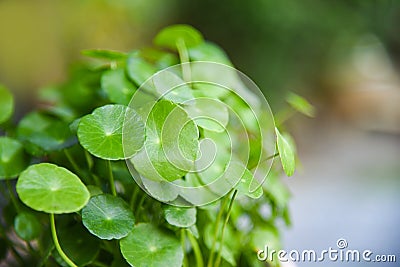 Centella asiatica leaves green nature leaf medical herb in the garden / Asiatic Pennywort Stock Photo