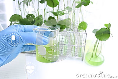 Centella asiatica leaves and green water in biological test tubes Stock Photo