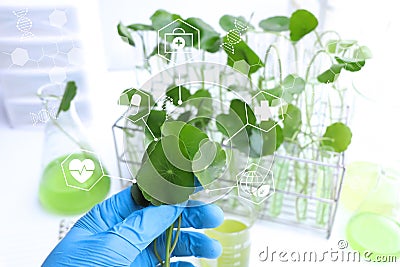 Centella asiatica leaves and green water in biological test tubes Stock Photo