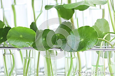 Centella asiatica leaves and green water in biological test tubes Stock Photo