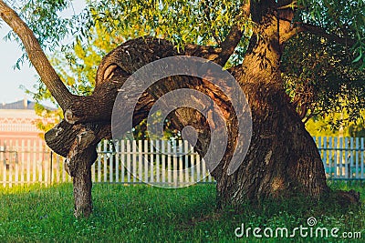 Centenarian tree with large trunk and big roots above the ground. Stock Photo