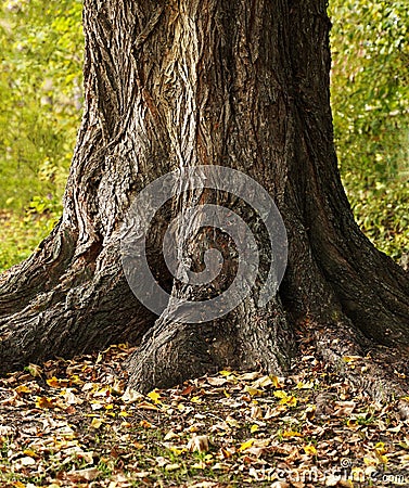 Centenarian tree with large trunk and big roots. Stock Photo